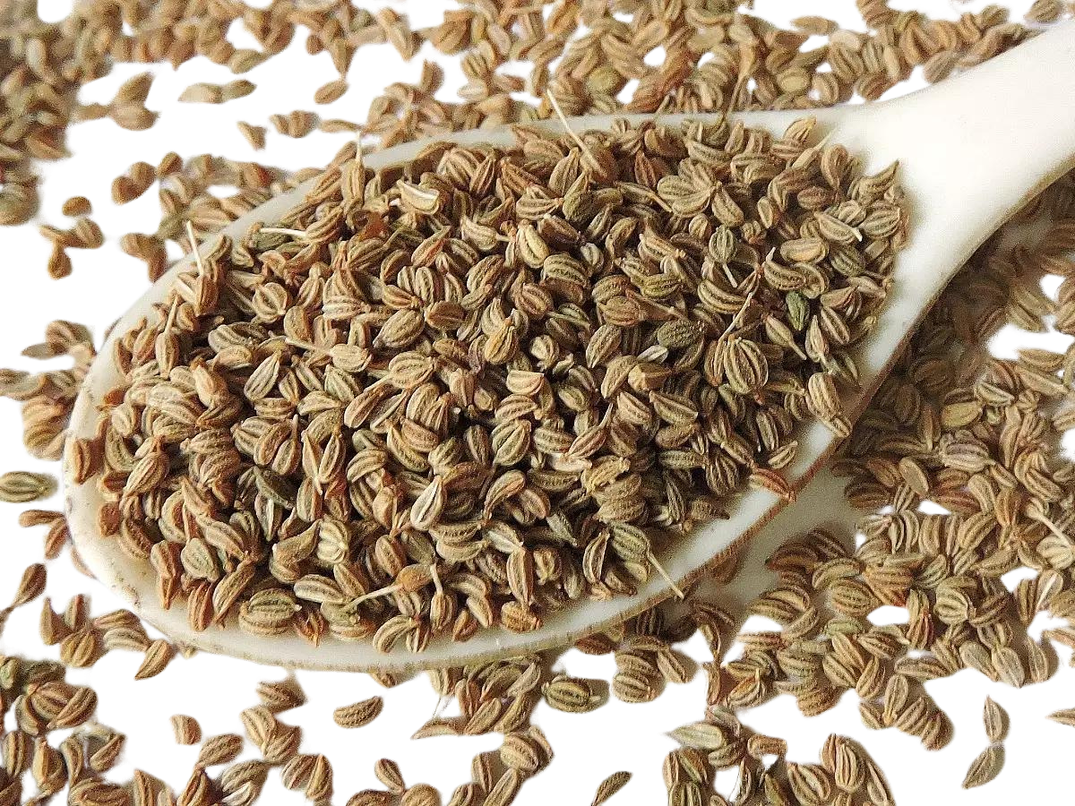 AJWAIN SEEDS BULK 55LB