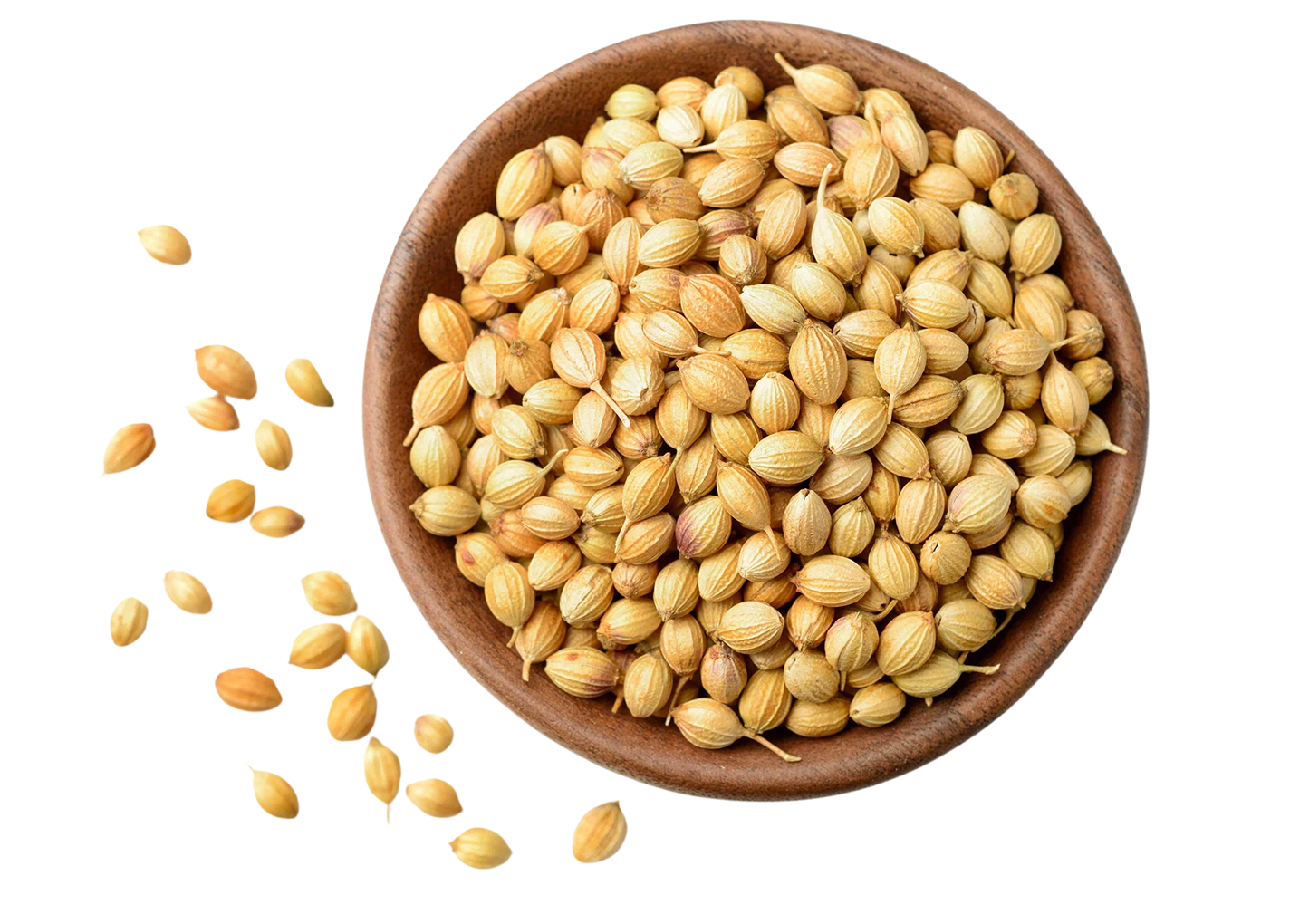 GAZAB CORIANDER WHOLE 55LB BULK
